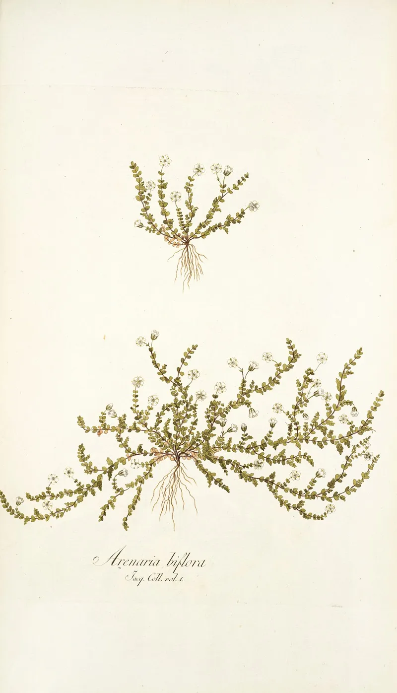 Arenaria Biflora Wall Art by Nikolaus Joseph Freiherr von Jacquin - High-Resolution Digital Print
