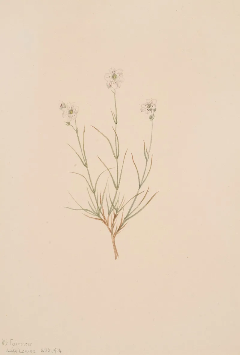 Arenaria Formosa