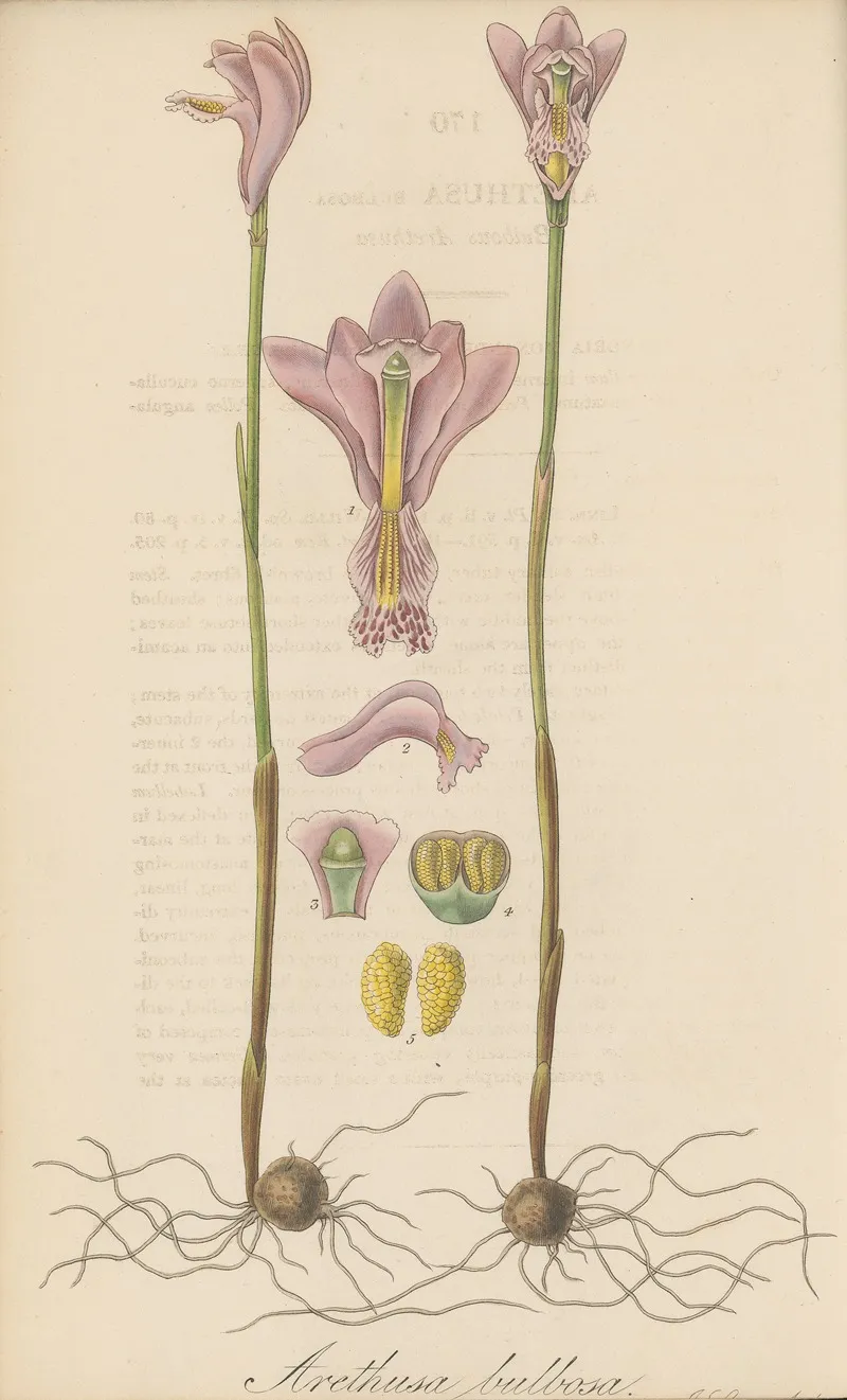 Arethusa Bulbosa Wall Art by William Jackson Hooker - High-Resolution Digital Print