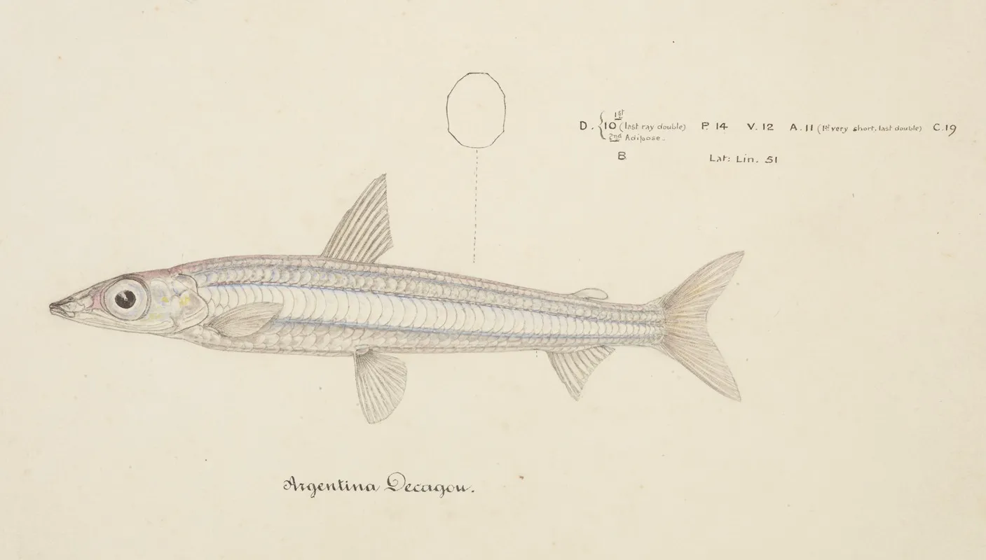 Argentina Elongata