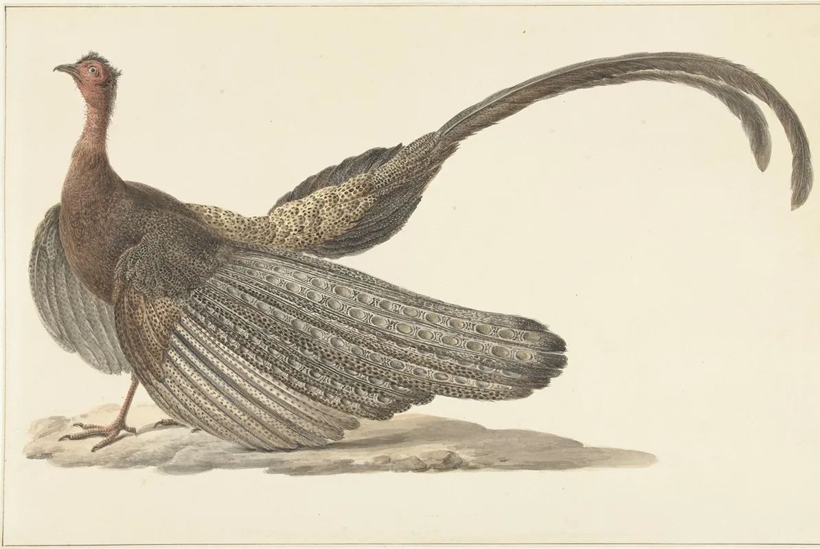 Argus Pheasant Wall Art by Pieter Pietersz. Barbiers - High-Resolution Digital Print
