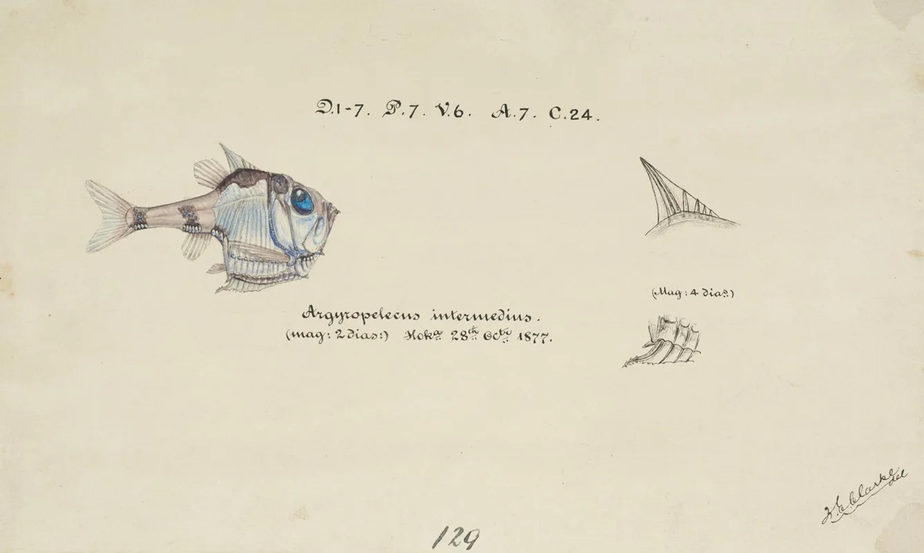 Argyropelecus Hemigymnus Nz Common Hatchetfish