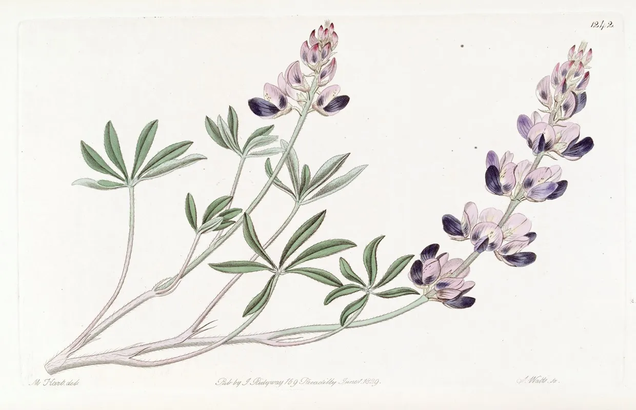 Arid Lupine Wall Art by Sydenham Edwards - High-Resolution Digital Print