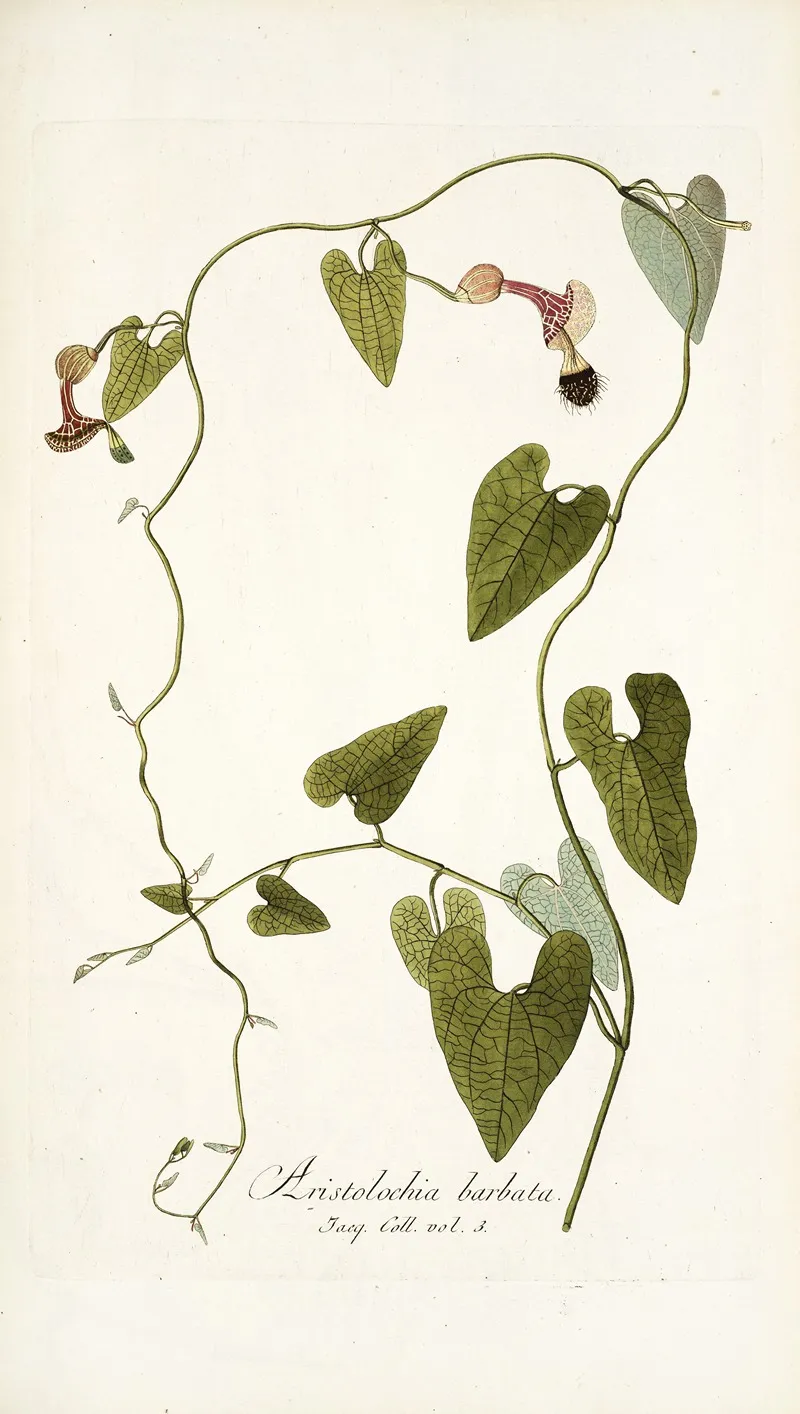 Aristolochia Barbata 2 Wall Art by Nikolaus Joseph Freiherr von Jacquin - High-Resolution Digital Print