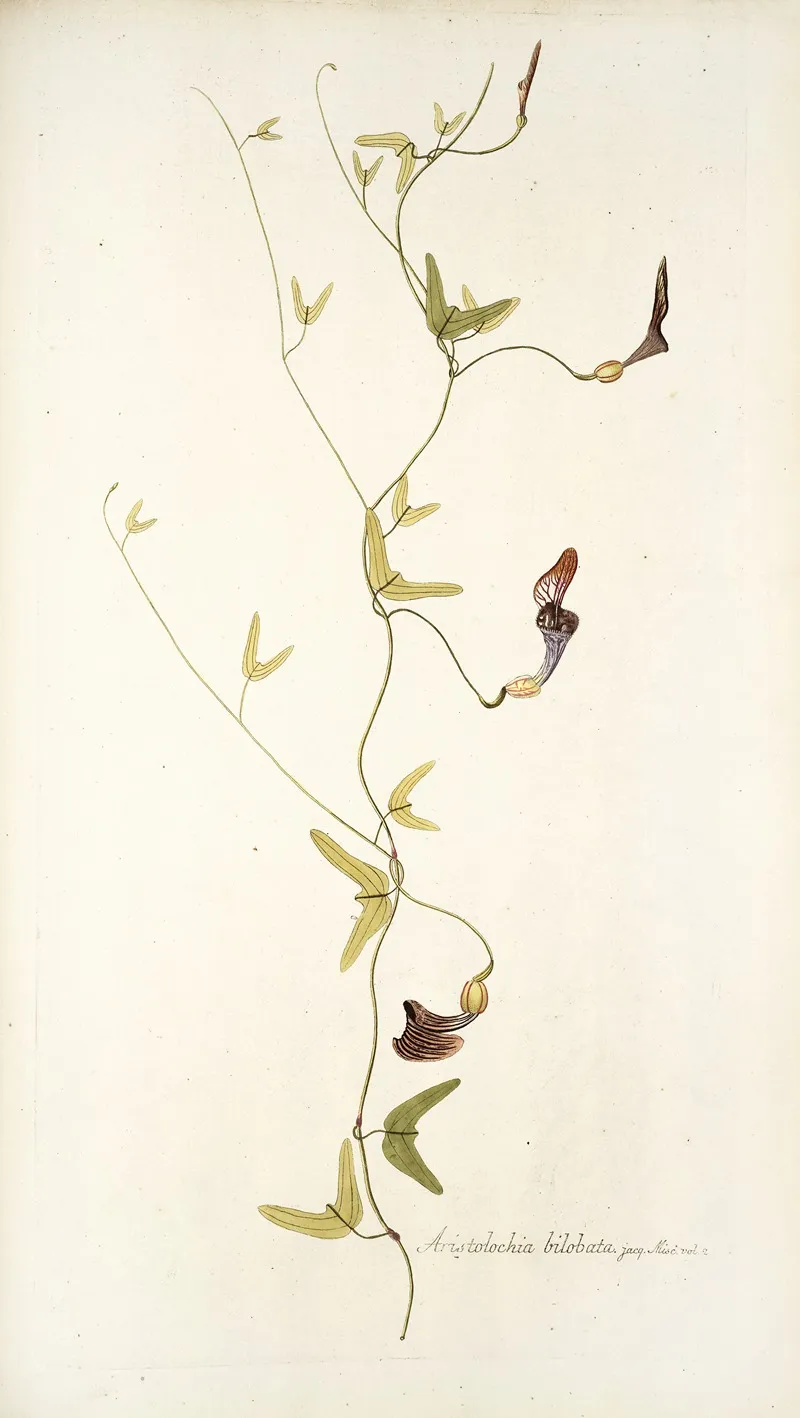 Aristolochia Bilobata Wall Art by Nikolaus Joseph Freiherr von Jacquin - High-Resolution Digital Print