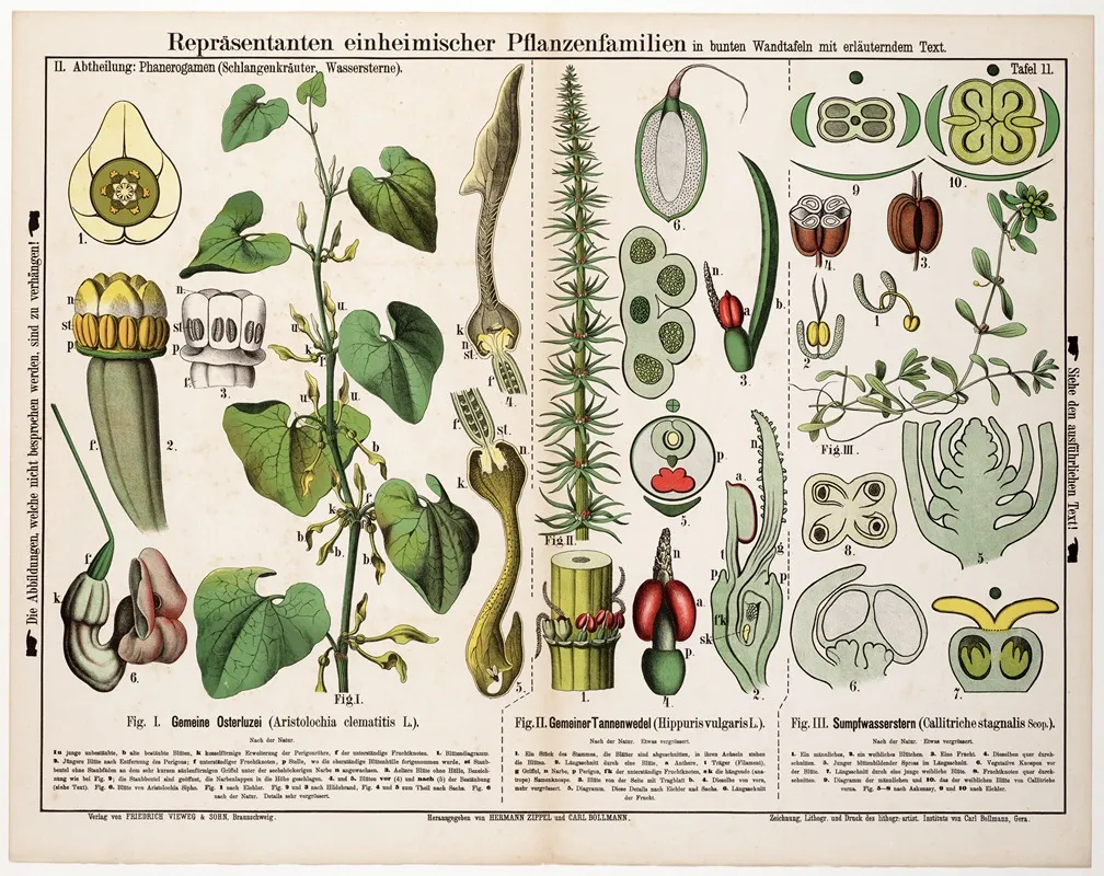 Aristolochia Clematitis Hippuris Vulgaris Callitriche Stagnalis Pijpbloem Lidsteng Gevleugeld Sterrenkroos Wall Art by Hermann Zippel - High-Resolution Digital Print