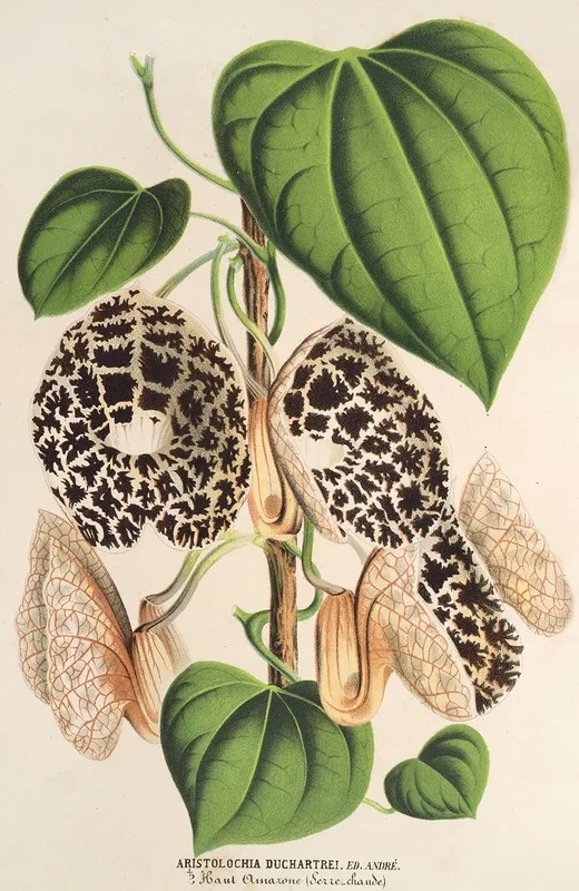 Aristolochia Duchartrei Wall Art by Charles Antoine Lemaire - High-Resolution Digital Print