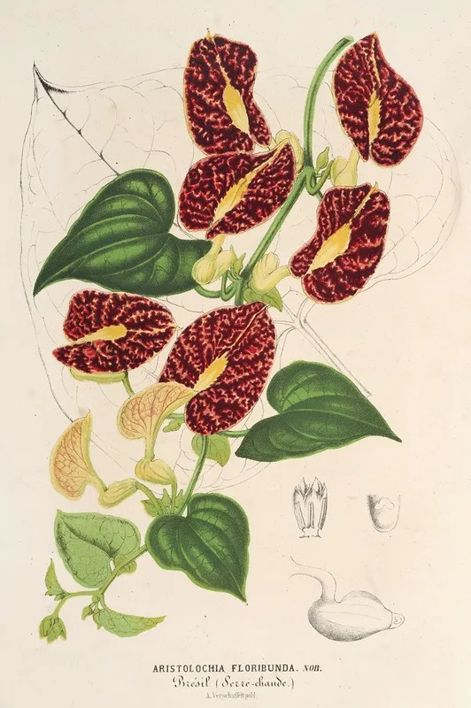 Aristolochia Floribunda Wall Art by Charles Antoine Lemaire - High-Resolution Digital Print