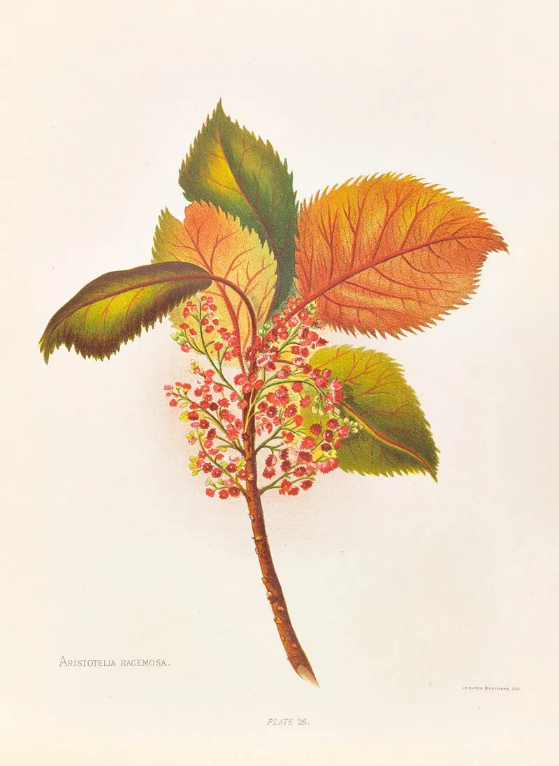 Aristotelia Racemosa Wall Art by Georgina Burne Hetley - High-Resolution Digital Print