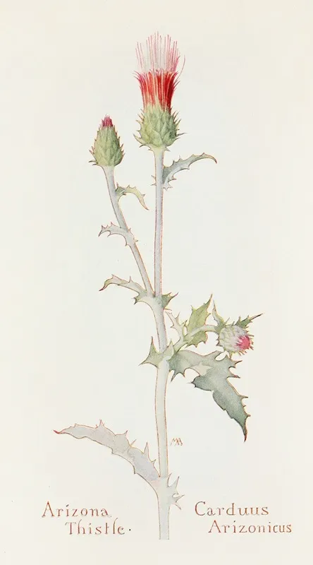 Arizona Thistle Wall Art by Margaret Armstrong - High-Resolution Digital Print