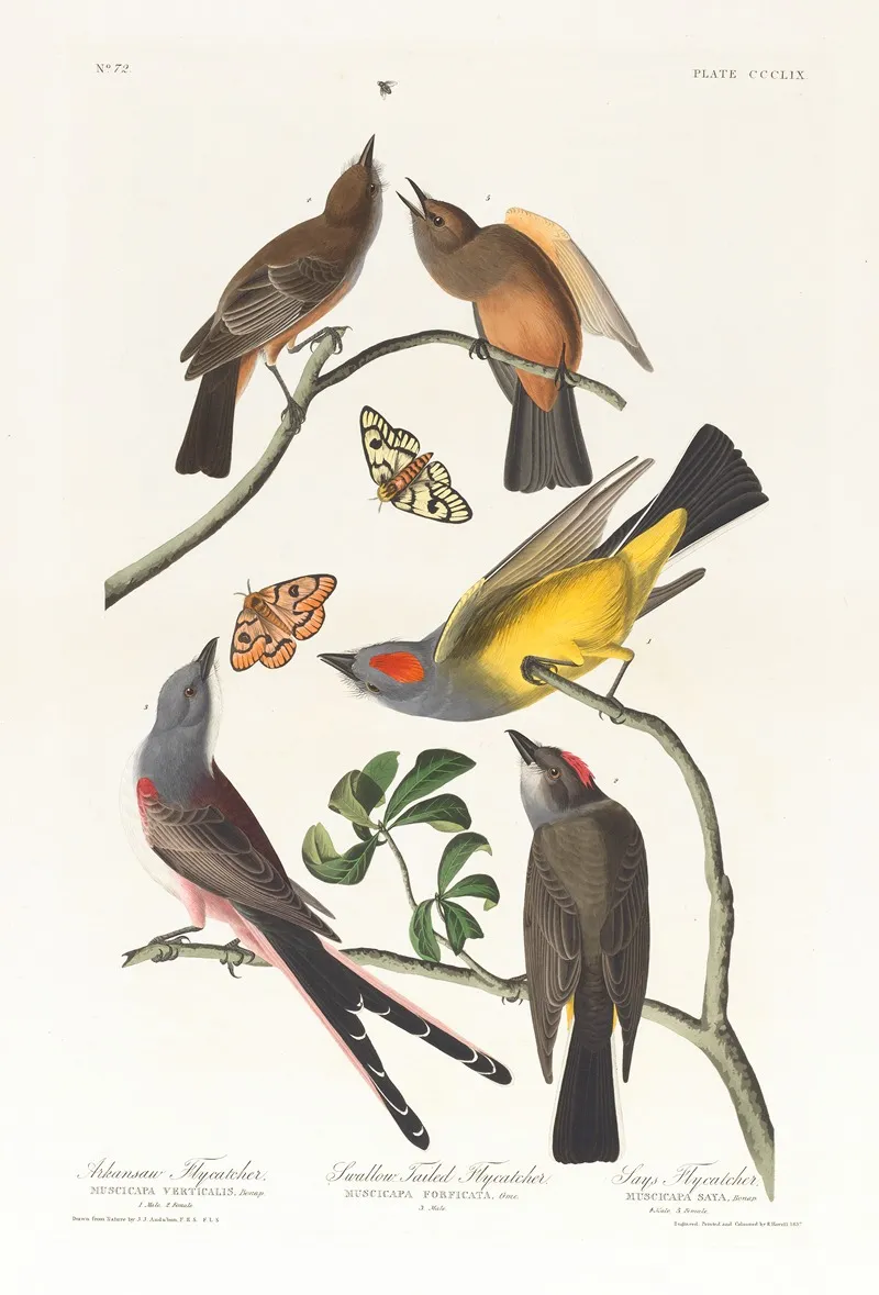 Arkansaw Flycatcher Swallow Tailed Flycatcher Wall Art by John James Audubon - High-Resolution Digital Print