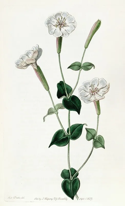 Armenian Catchfly Wall Art by Sydenham Edwards - High-Resolution Digital Print