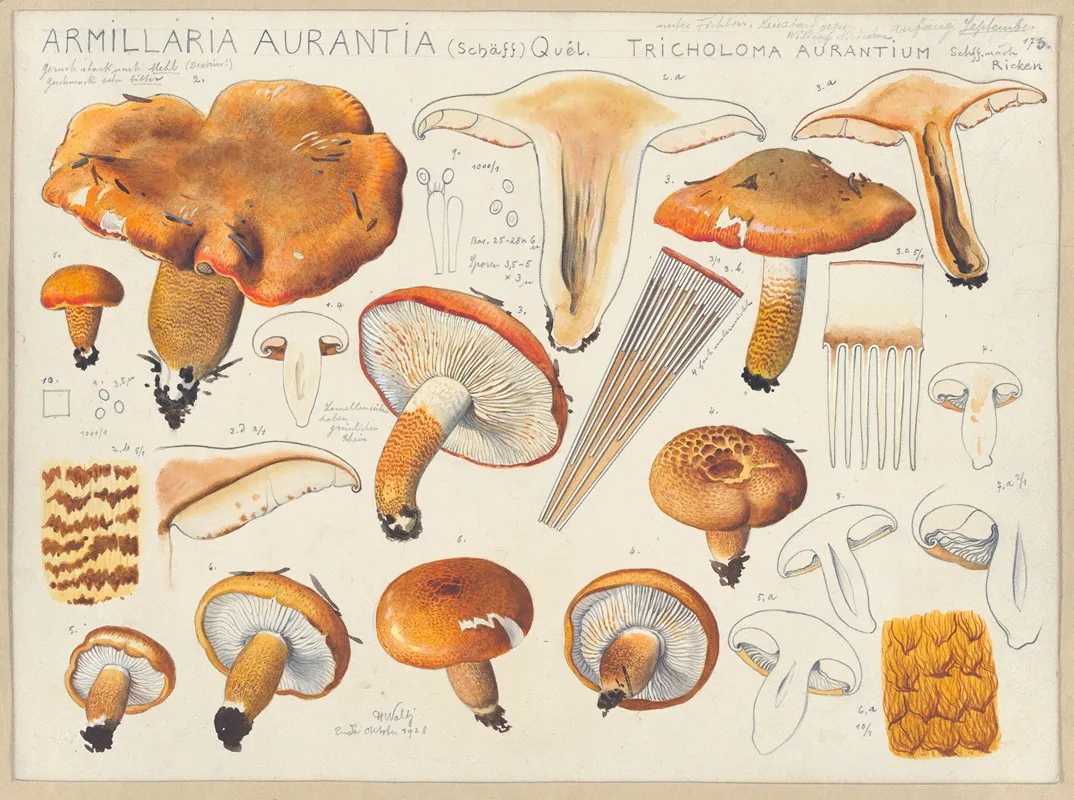 Armillaria Aurantia Schaff Quel Tricholoma Aurantium Schff Nach Ricken Wall Art by Hans Walty - High-Resolution Digital Print