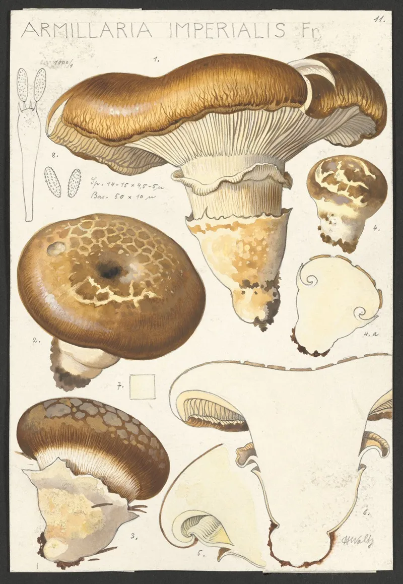 Armillaria Imperialis Fr 2 Wall Art by Hans Walty - High-Resolution Digital Print
