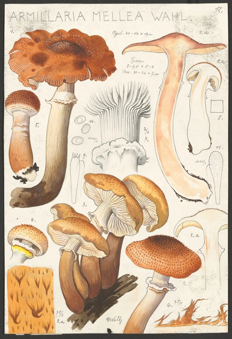 Armillaria Mellea Wahl 2 Wall Art by Hans Walty - High-Resolution Digital Print