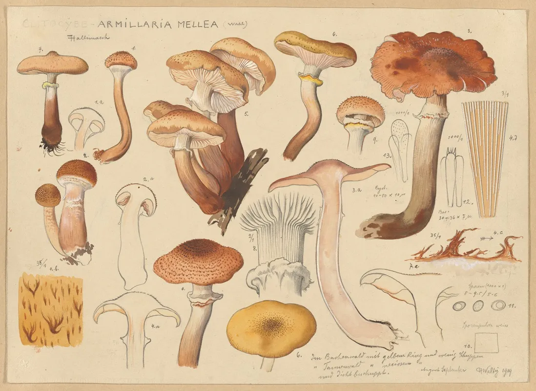 Armillaria Mellea Wahl Wall Art by Hans Walty - High-Resolution Digital Print