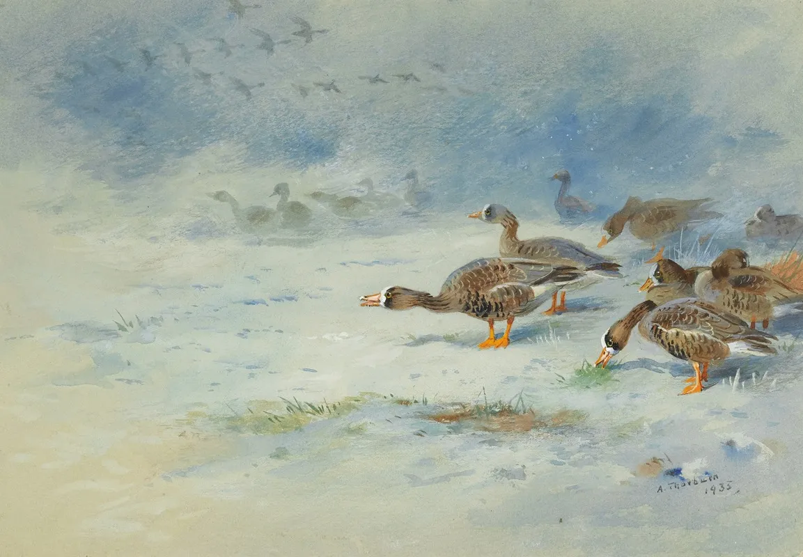 Arnacle Geese