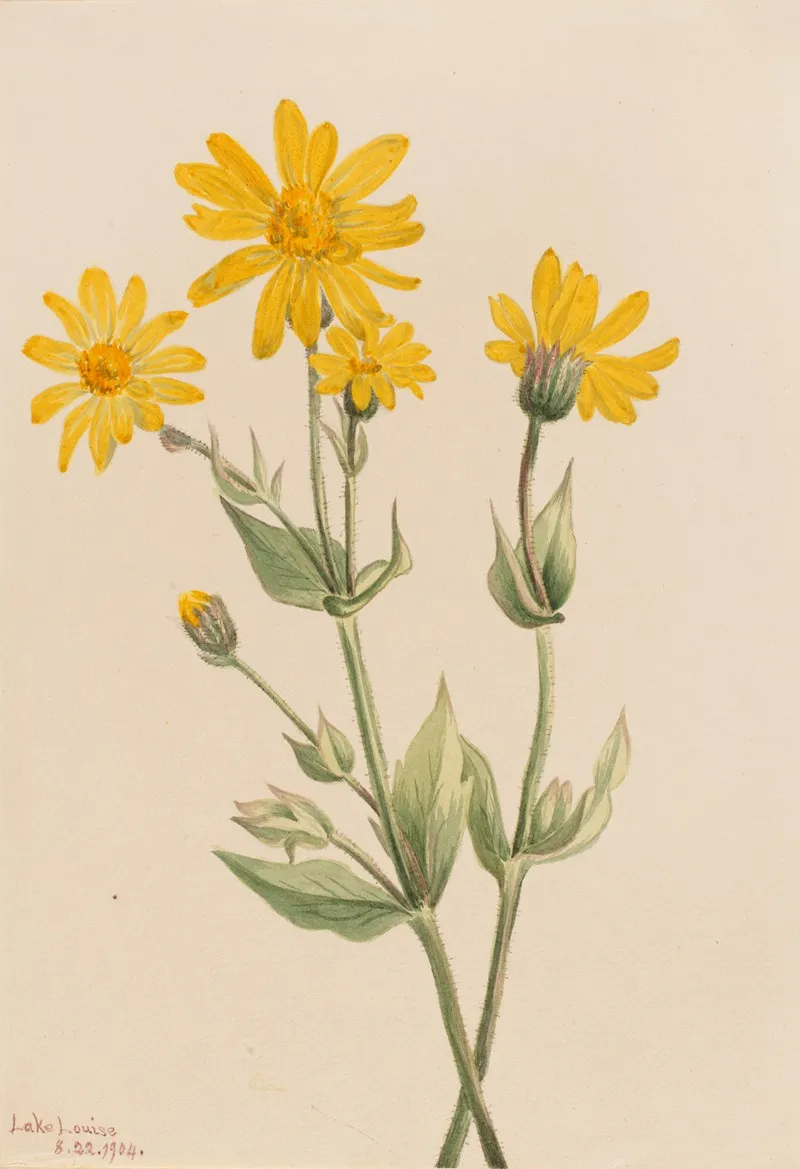 Arnica Arnica Latifolia