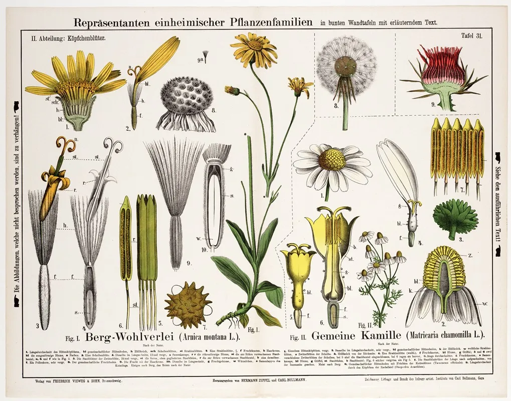 Arnica Montana Matricaria Chamomilla Valkruid Echte Kamille Wall Art by Hermann Zippel - High-Resolution Digital Print