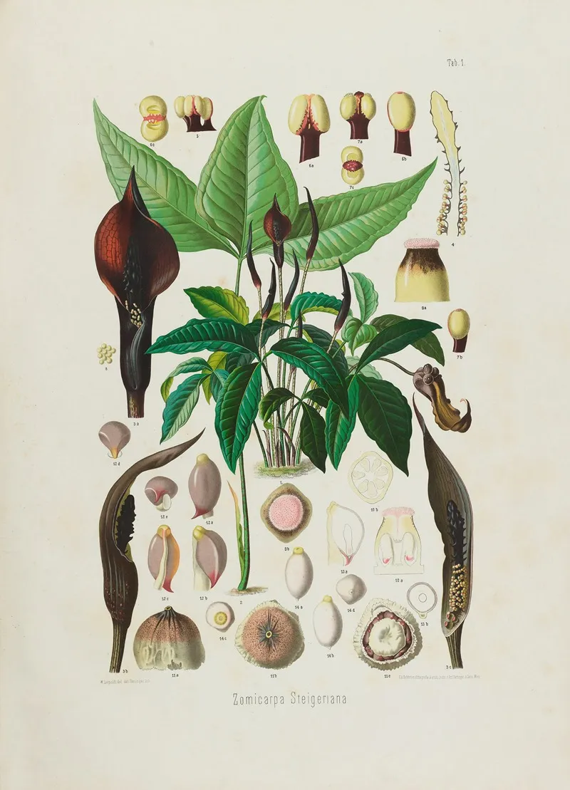 Aroideae Maximilianae Pl 01 Wall Art by Heinrich Wilhelm Schott - High-Resolution Digital Print
