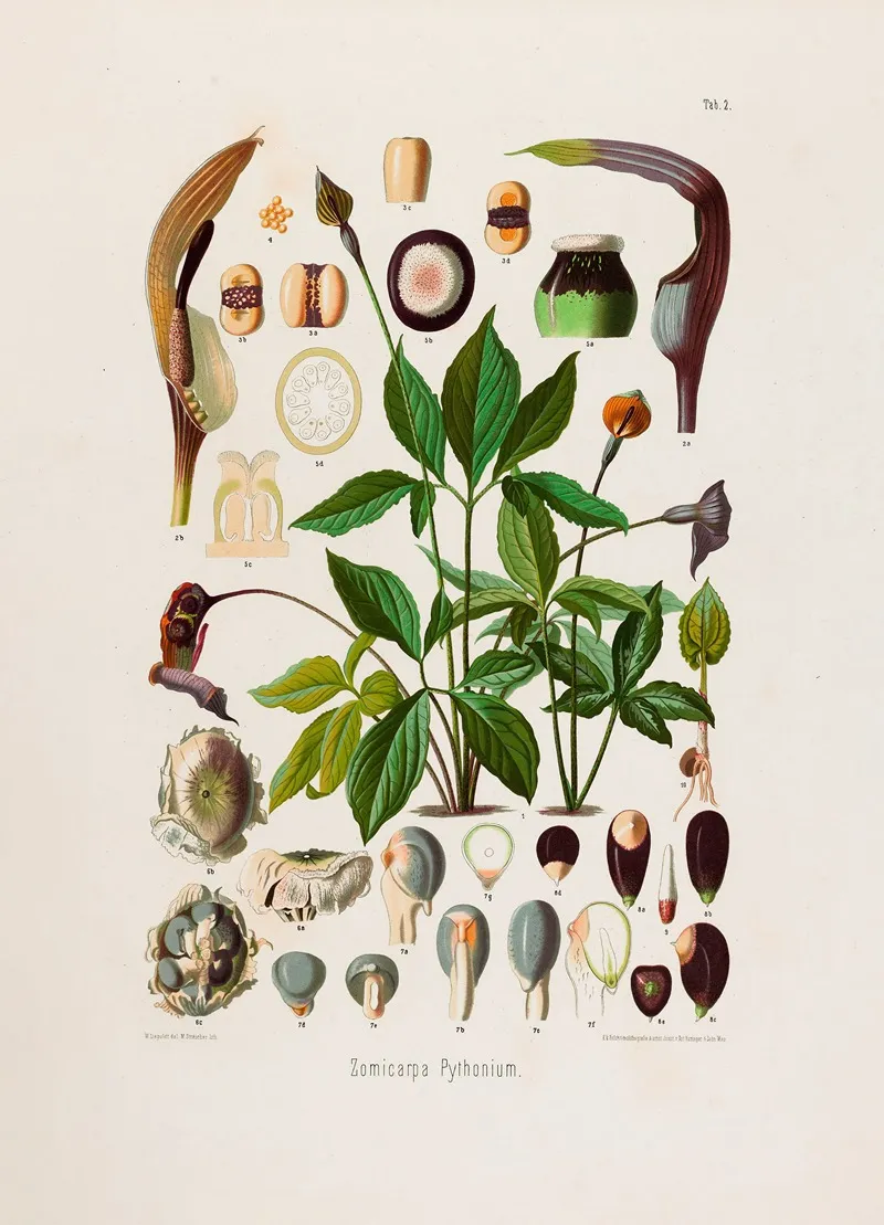 Aroideae Maximilianae Pl 02 Wall Art by Heinrich Wilhelm Schott - High-Resolution Digital Print