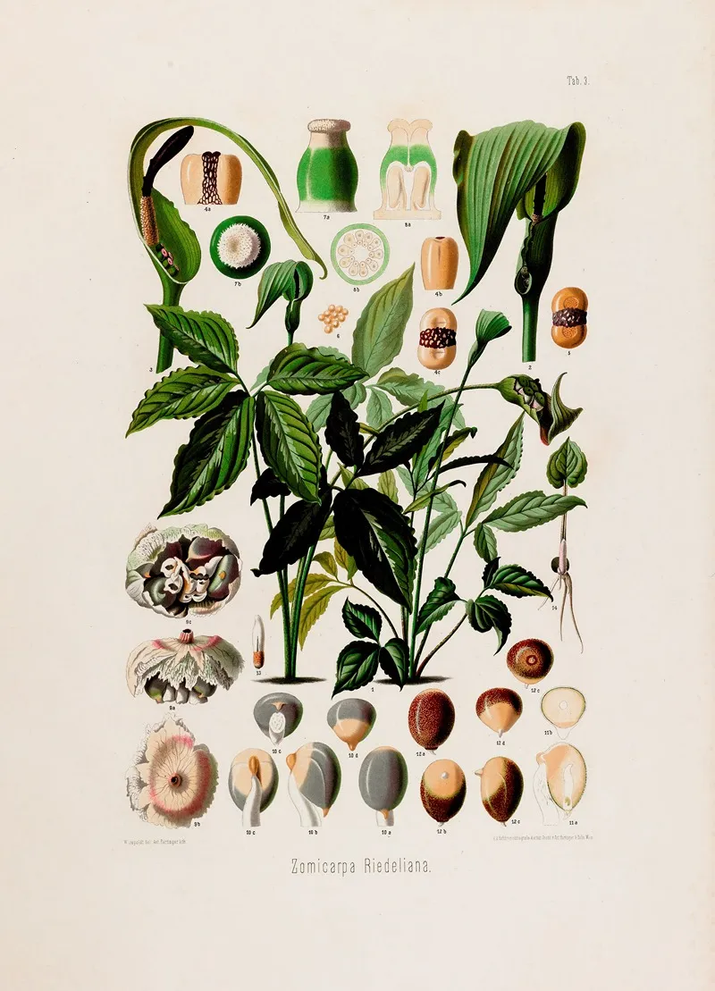 Aroideae Maximilianae Pl 03 Wall Art by Heinrich Wilhelm Schott - High-Resolution Digital Print