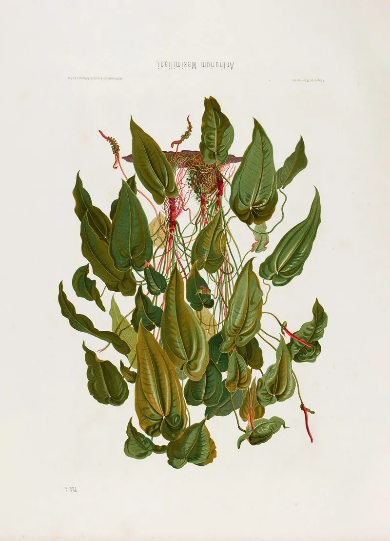 Aroideae Maximilianae Pl 04 Wall Art by Heinrich Wilhelm Schott - High-Resolution Digital Print