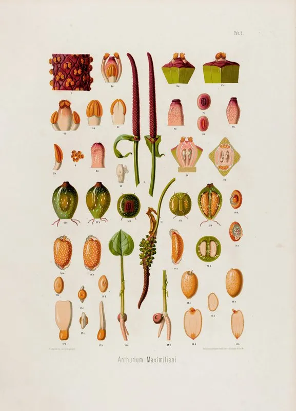 Aroideae Maximilianae Pl 05 Wall Art by Heinrich Wilhelm Schott - High-Resolution Digital Print