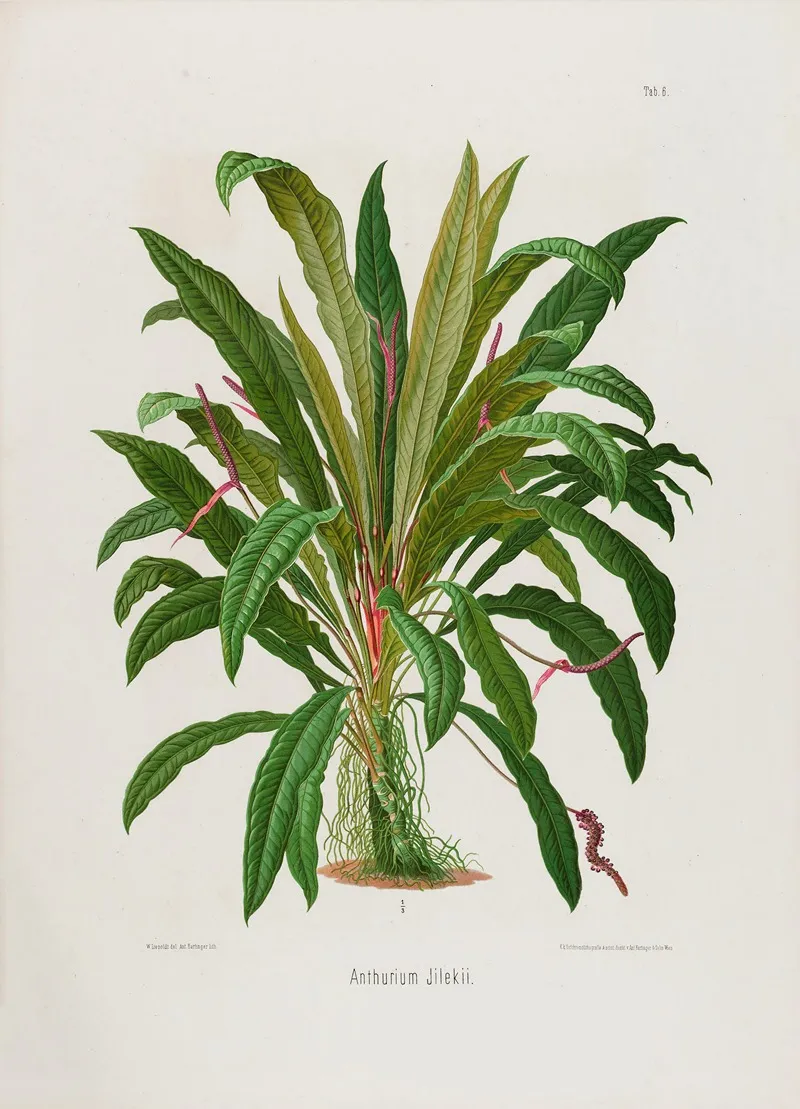 Aroideae Maximilianae Pl 06 Wall Art by Heinrich Wilhelm Schott - High-Resolution Digital Print