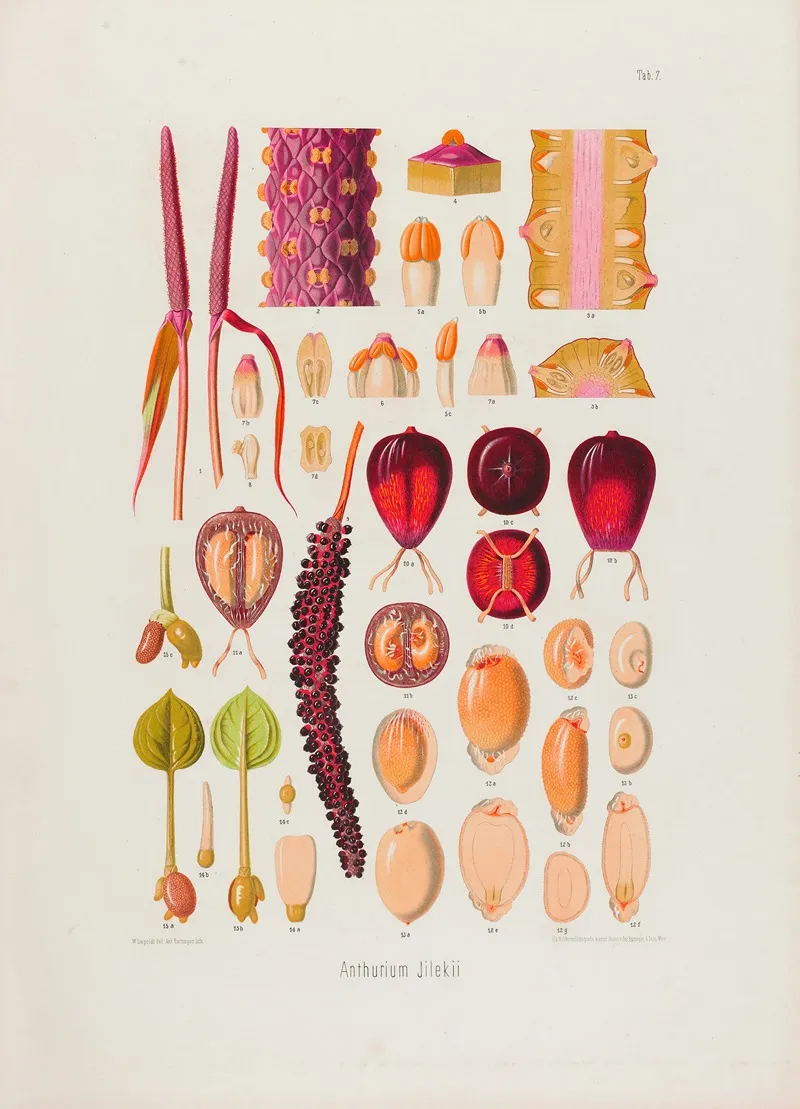 Aroideae Maximilianae Pl 07 Wall Art by Heinrich Wilhelm Schott - High-Resolution Digital Print