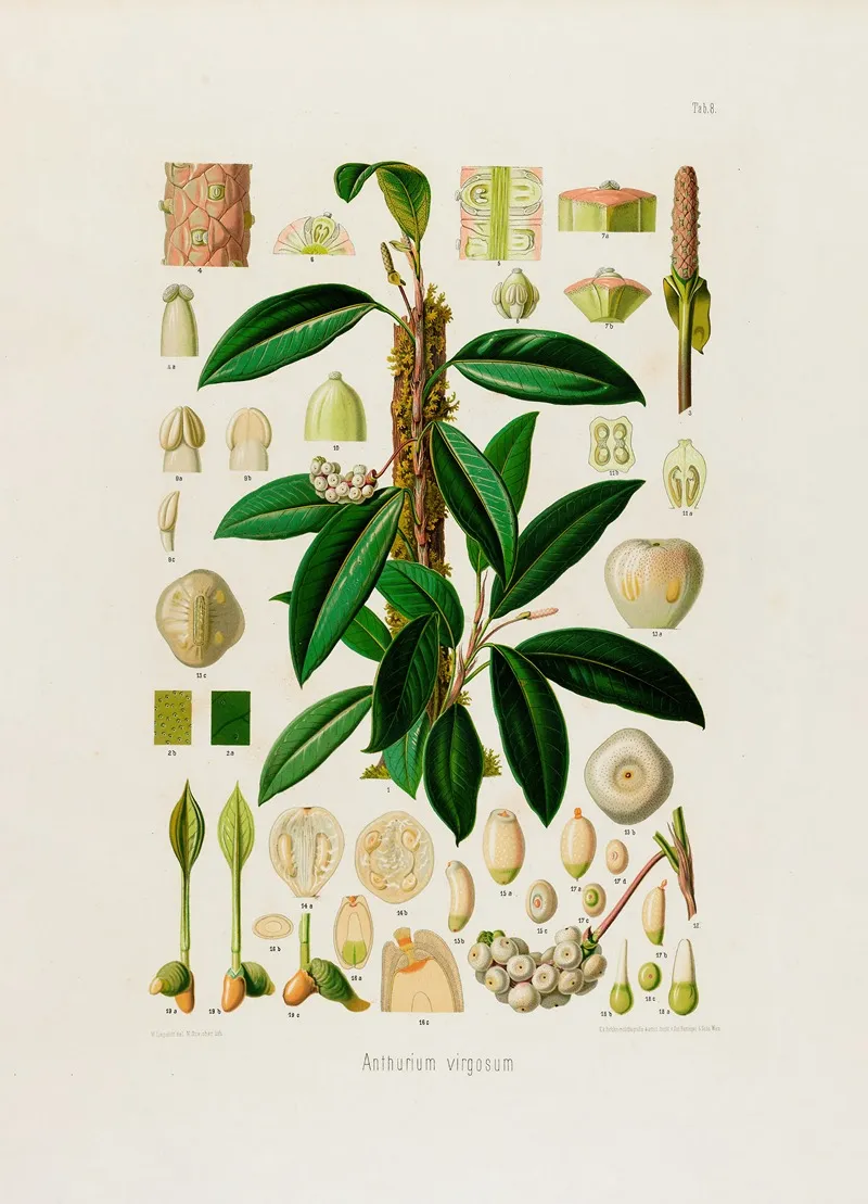 Aroideae Maximilianae Pl 08 Wall Art by Heinrich Wilhelm Schott - High-Resolution Digital Print