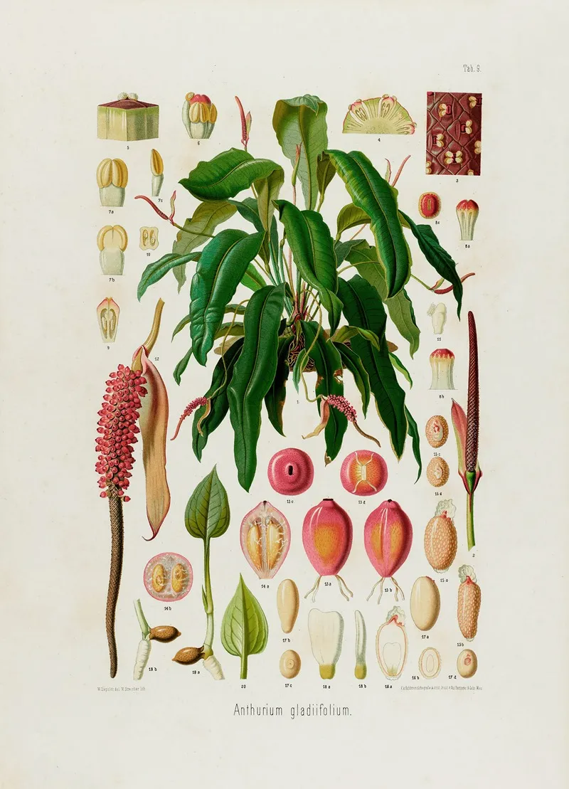 Aroideae Maximilianae Pl 09 Wall Art by Heinrich Wilhelm Schott - High-Resolution Digital Print