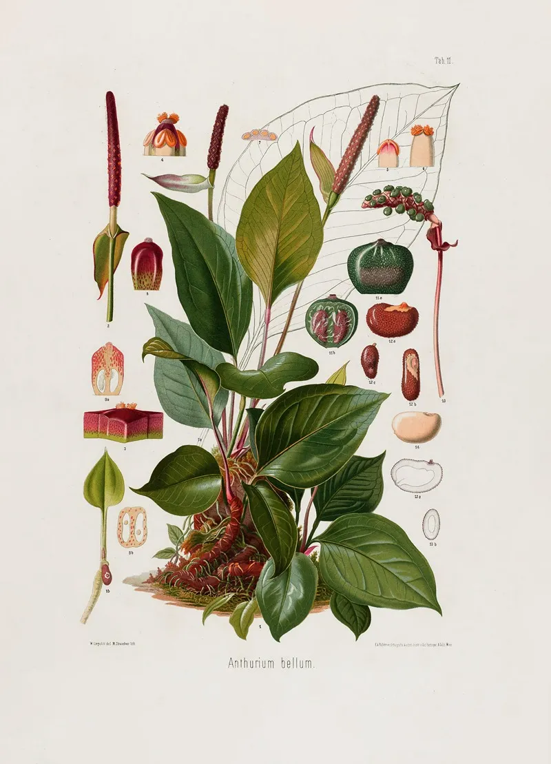 Aroideae Maximilianae Pl 11 Wall Art by Heinrich Wilhelm Schott - High-Resolution Digital Print