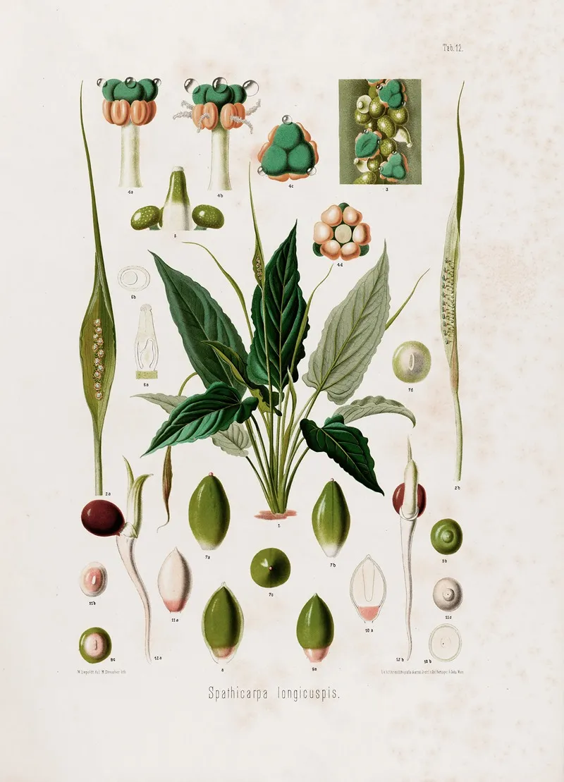 Aroideae Maximilianae Pl 12 Wall Art by Heinrich Wilhelm Schott - High-Resolution Digital Print