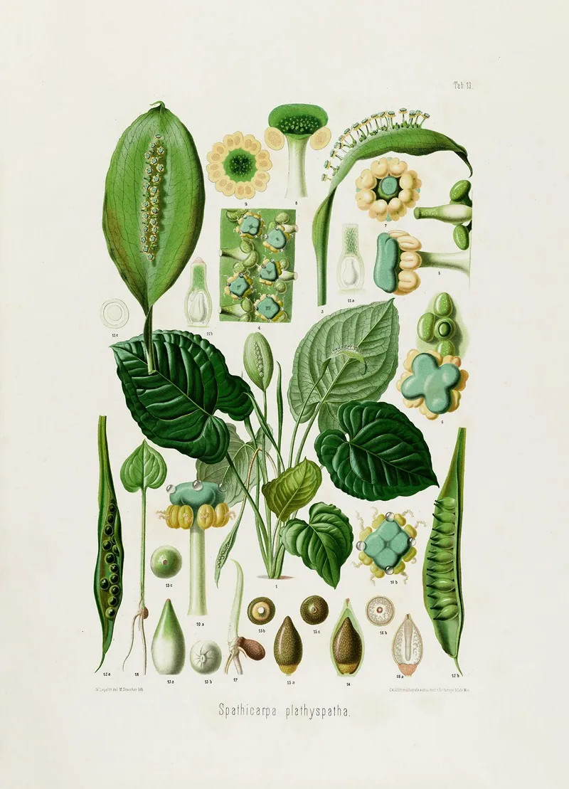 Aroideae Maximilianae Pl 13 Wall Art by Heinrich Wilhelm Schott - High-Resolution Digital Print