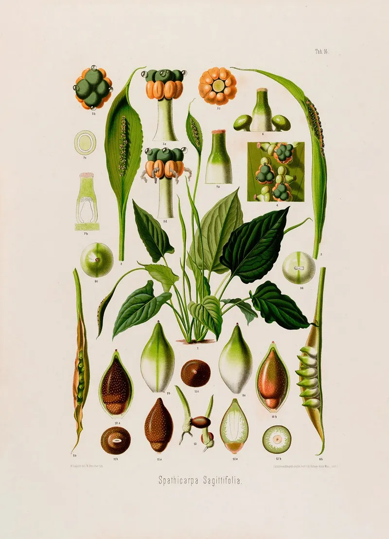 Aroideae Maximilianae Pl 14 Wall Art by Heinrich Wilhelm Schott - High-Resolution Digital Print