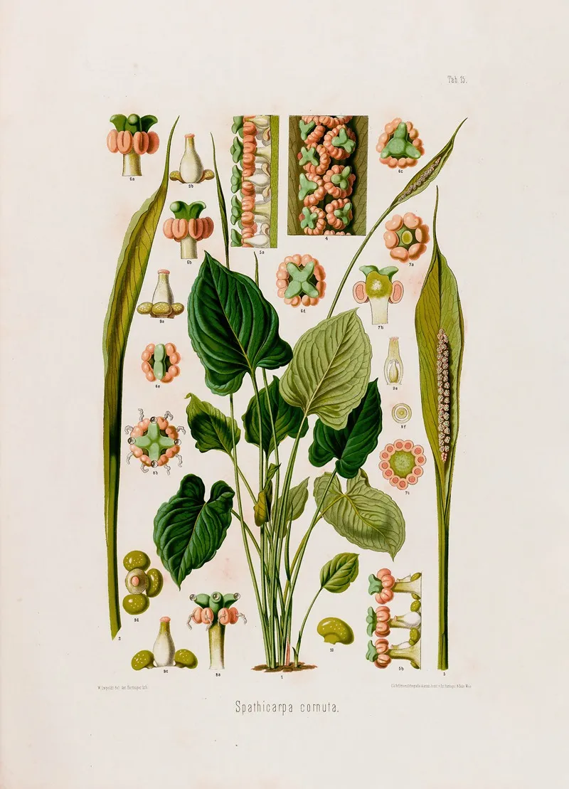 Aroideae Maximilianae Pl 15 Wall Art by Heinrich Wilhelm Schott - High-Resolution Digital Print