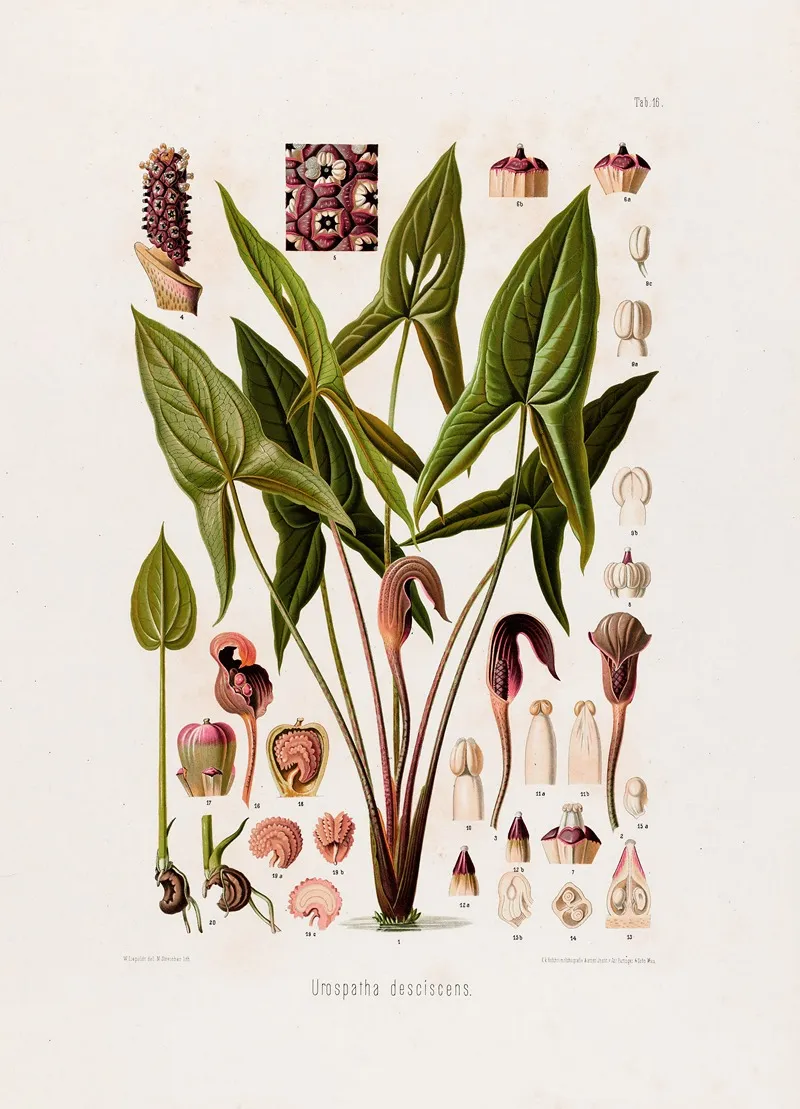 Aroideae Maximilianae Pl 16 Wall Art by Heinrich Wilhelm Schott - High-Resolution Digital Print