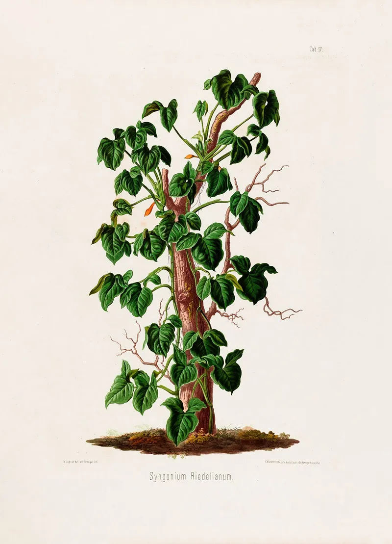 Aroideae Maximilianae Pl 17 Wall Art by Heinrich Wilhelm Schott - High-Resolution Digital Print