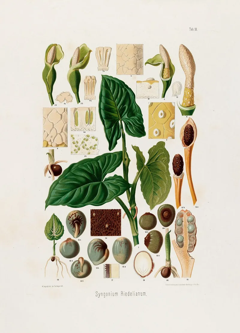 Aroideae Maximilianae Pl 18 Wall Art by Heinrich Wilhelm Schott - High-Resolution Digital Print
