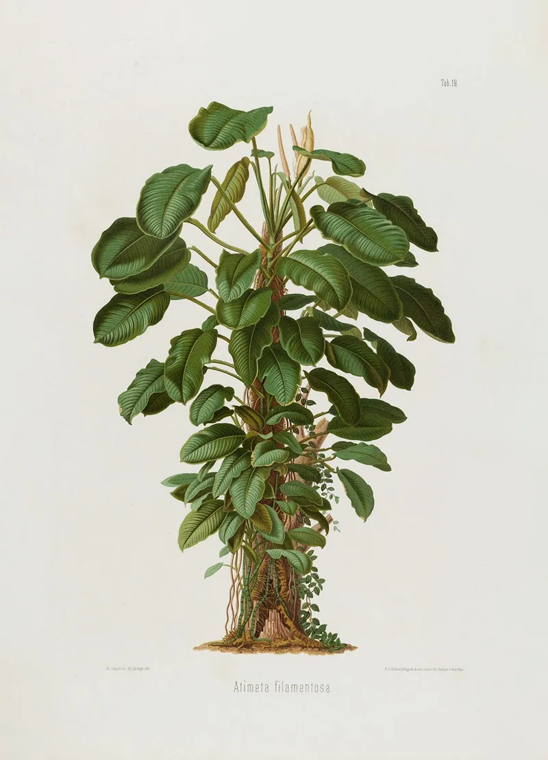 Aroideae Maximilianae Pl 19 Wall Art by Heinrich Wilhelm Schott - High-Resolution Digital Print