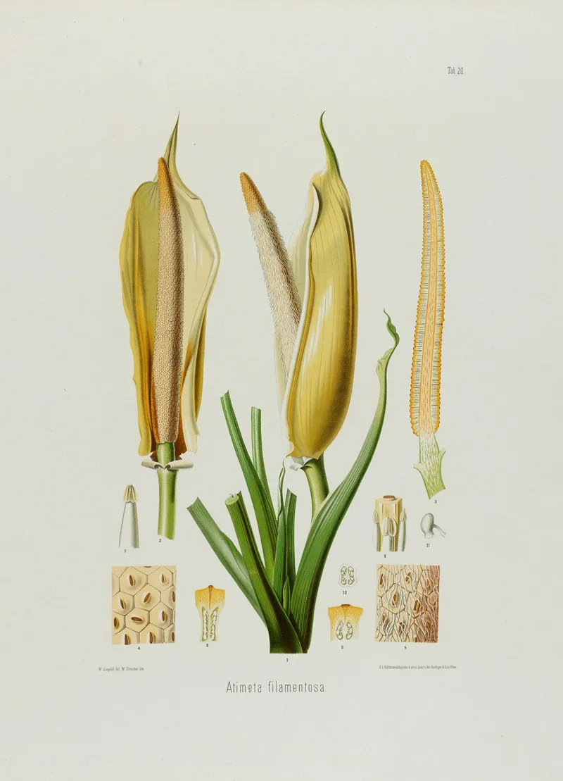 Aroideae Maximilianae Pl 20 Wall Art by Heinrich Wilhelm Schott - High-Resolution Digital Print
