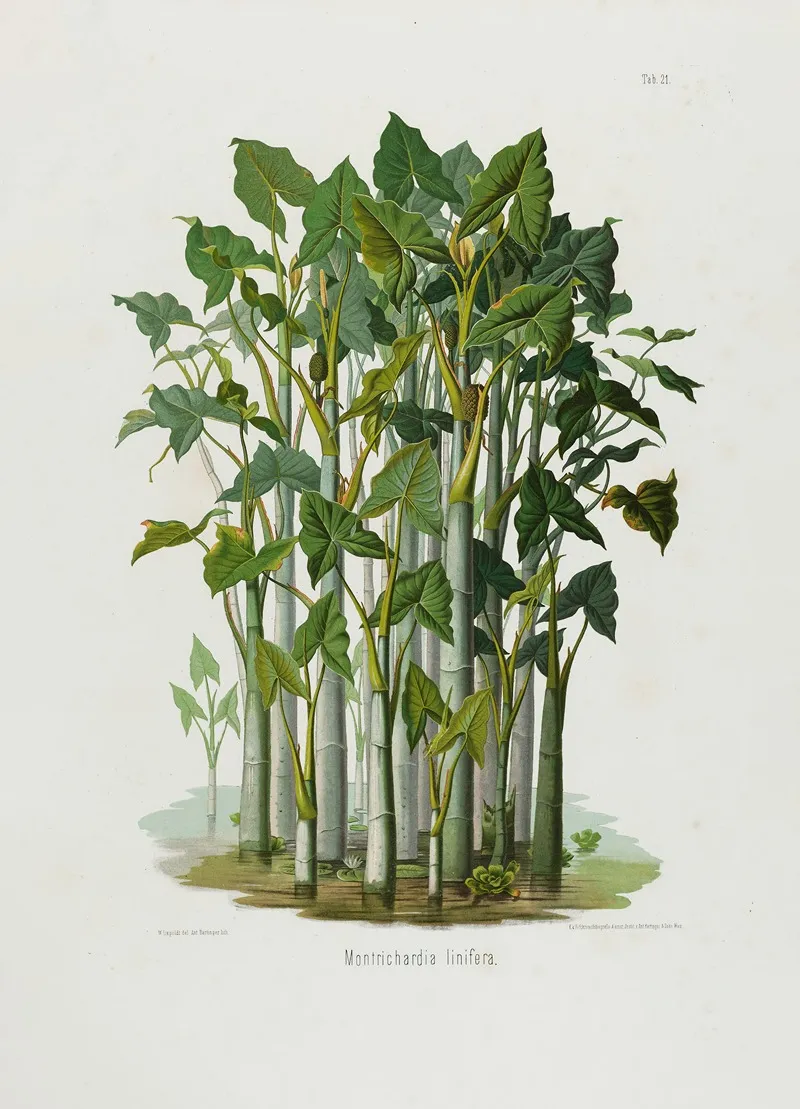 Aroideae Maximilianae Pl 21 Wall Art by Heinrich Wilhelm Schott - High-Resolution Digital Print