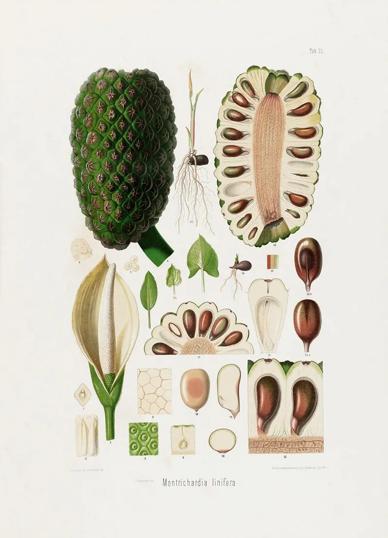Aroideae Maximilianae Pl 22 Wall Art by Heinrich Wilhelm Schott - High-Resolution Digital Print
