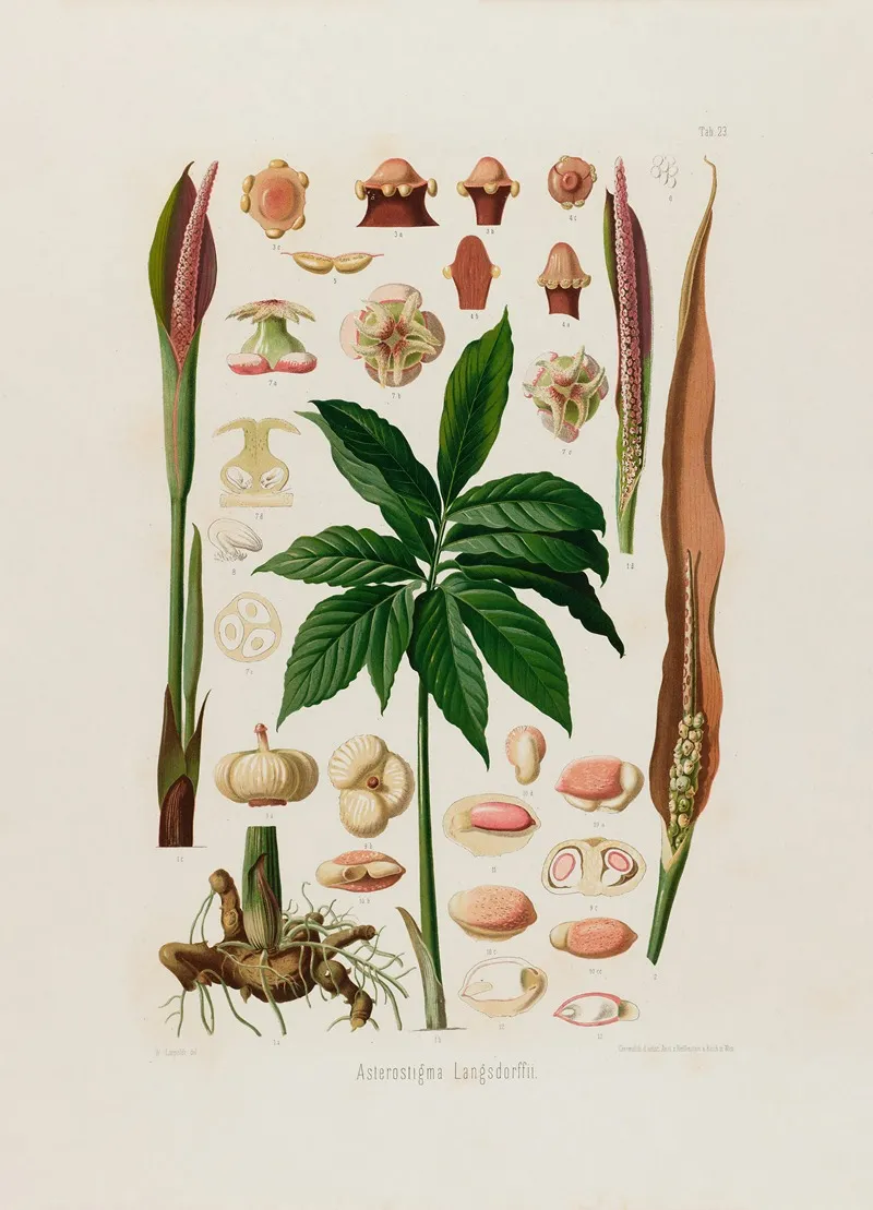 Aroideae Maximilianae Pl 23 Wall Art by Heinrich Wilhelm Schott - High-Resolution Digital Print