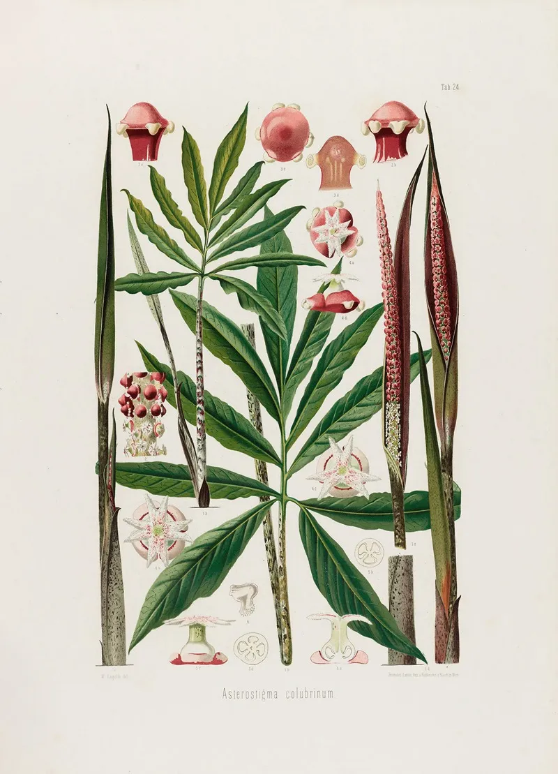 Aroideae Maximilianae Pl 24 Wall Art by Heinrich Wilhelm Schott - High-Resolution Digital Print
