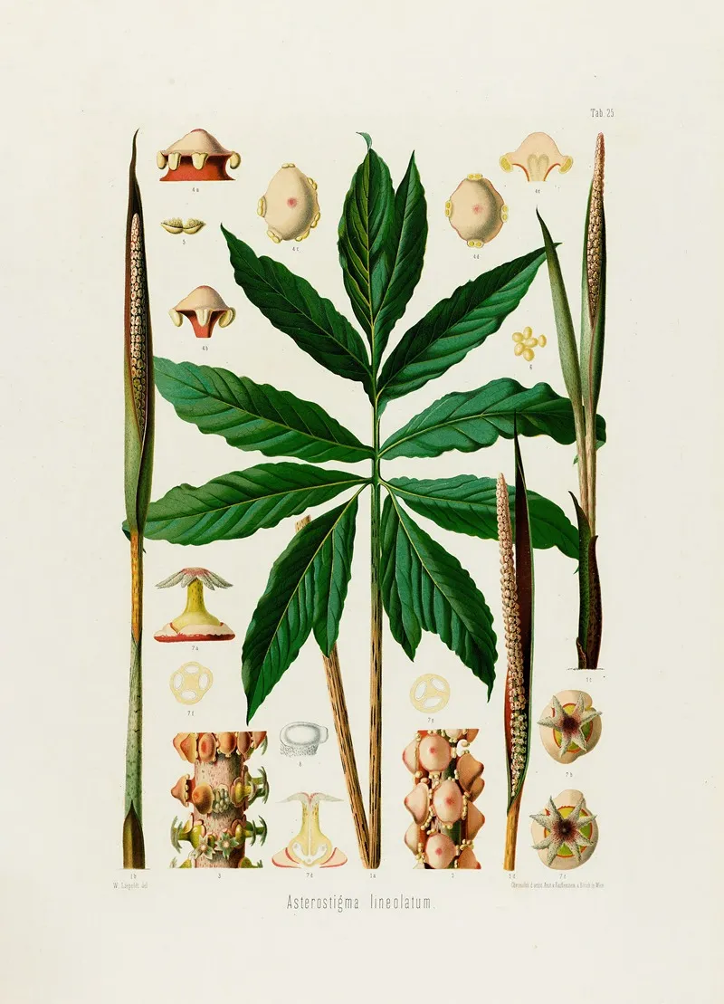 Aroideae Maximilianae Pl 25 Wall Art by Heinrich Wilhelm Schott - High-Resolution Digital Print