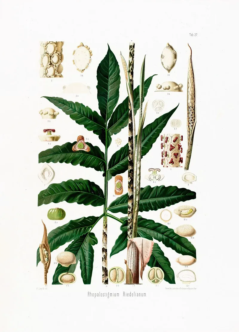Aroideae Maximilianae Pl 27 Wall Art by Heinrich Wilhelm Schott - High-Resolution Digital Print