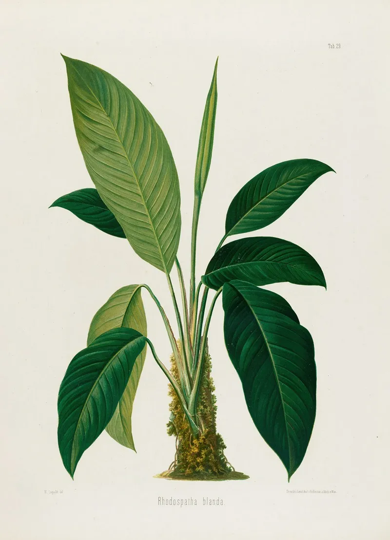 Aroideae Maximilianae Pl 29 Wall Art by Heinrich Wilhelm Schott - High-Resolution Digital Print