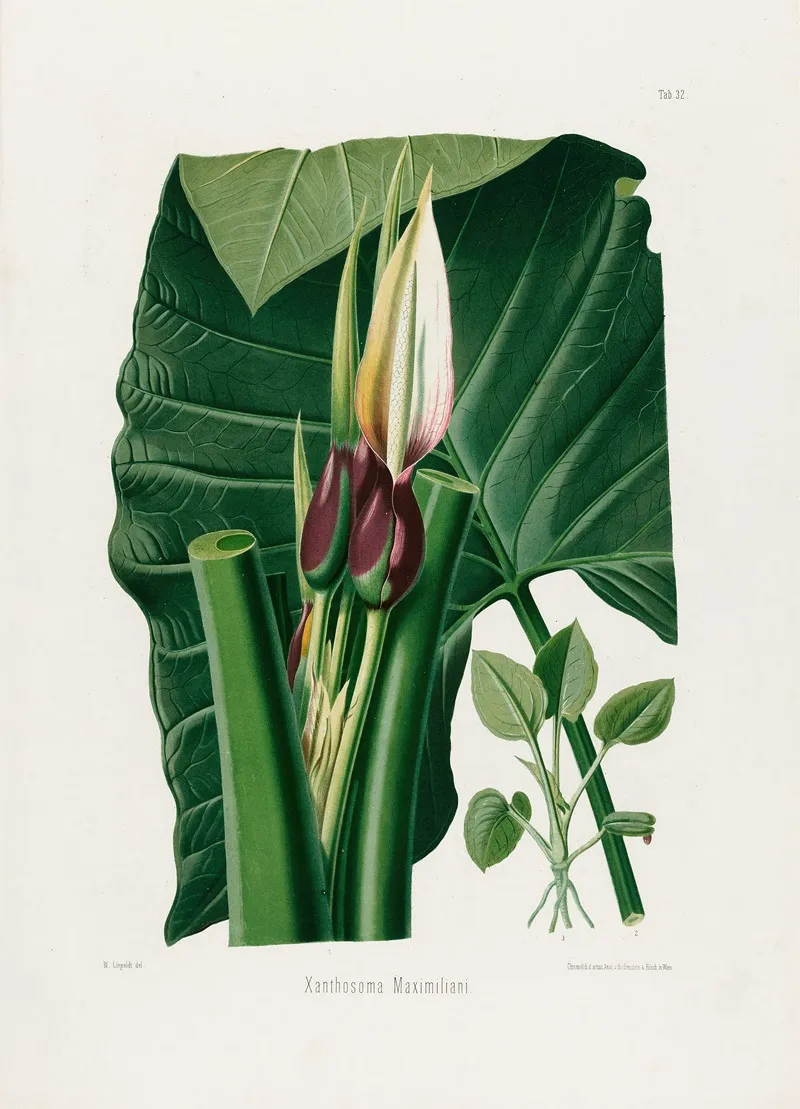 Aroideae Maximilianae Pl 32 Wall Art by Heinrich Wilhelm Schott - High-Resolution Digital Print